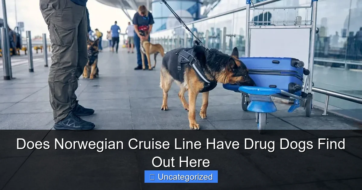 Does Norwegian Cruise Line Have Drug Dogs Find Out Here