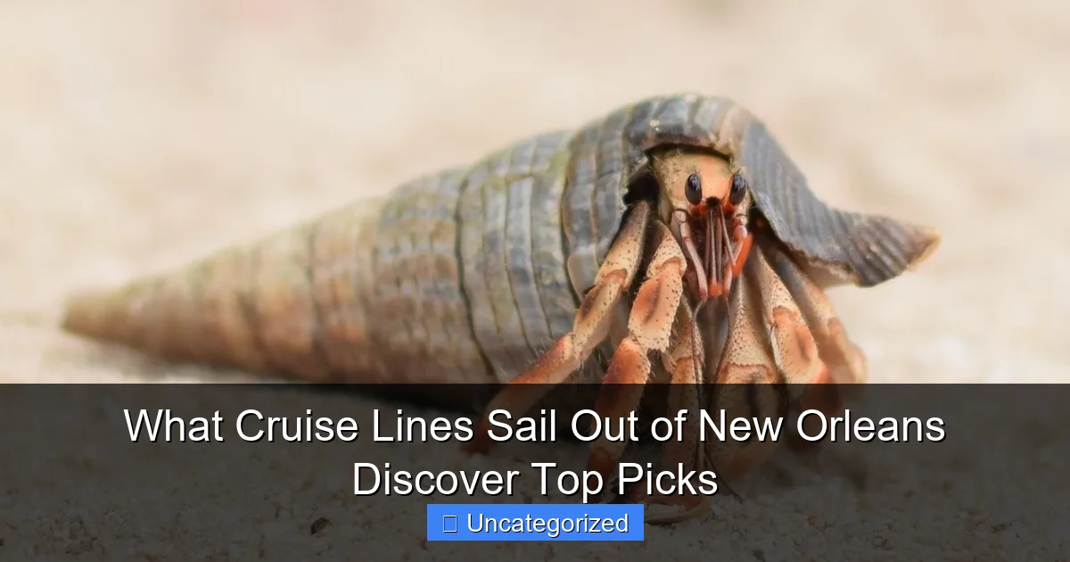 What Cruise Lines Sail Out of New Orleans Discover Top Picks