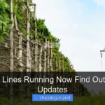 Are Cruise Lines Running Now Find Out the Latest Updates