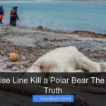 Did a Cruise Line Kill a Polar Bear The Shocking Truth