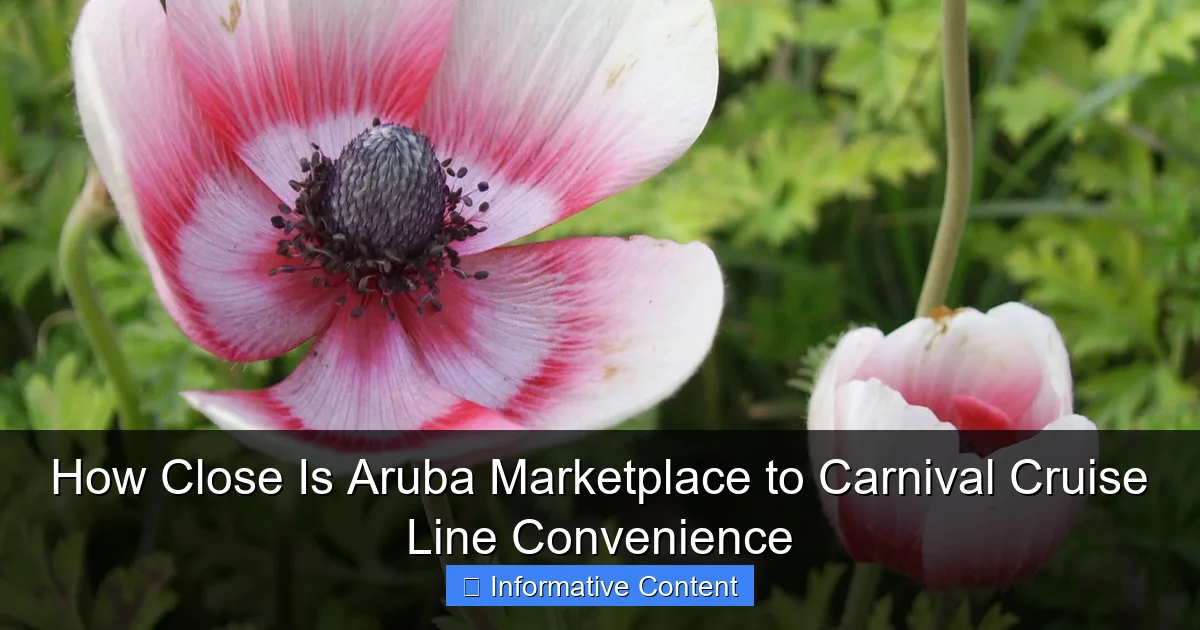 How Close Is Aruba Marketplace to Carnival Cruise Line Convenience