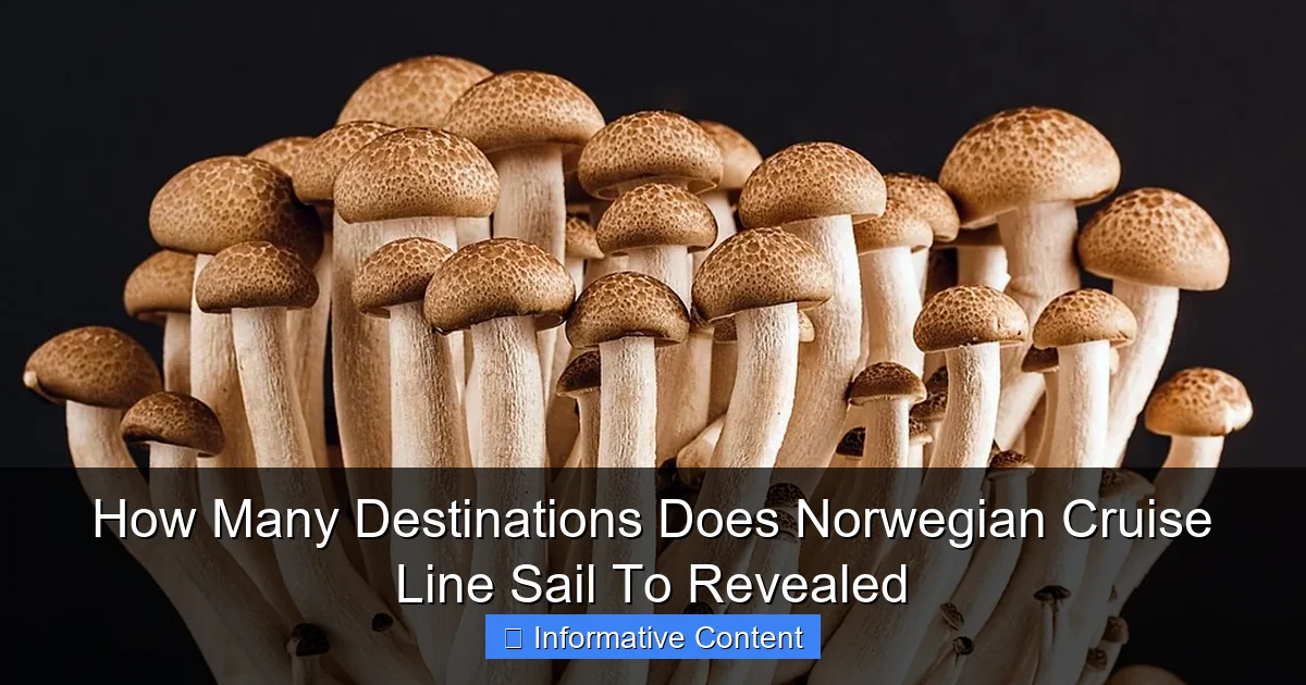 How Many Destinations Does Norwegian Cruise Line Sail To Revealed