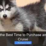 When Is the Best Time to Purchase an Alaskan Cruise
