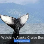 Whale Watching Alaska Cruise Best Time