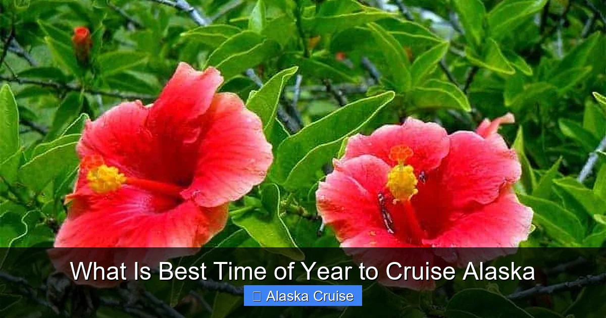 What Is Best Time of Year to Cruise Alaska