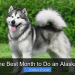 What Is the Best Month to Do an Alaskan Cruise