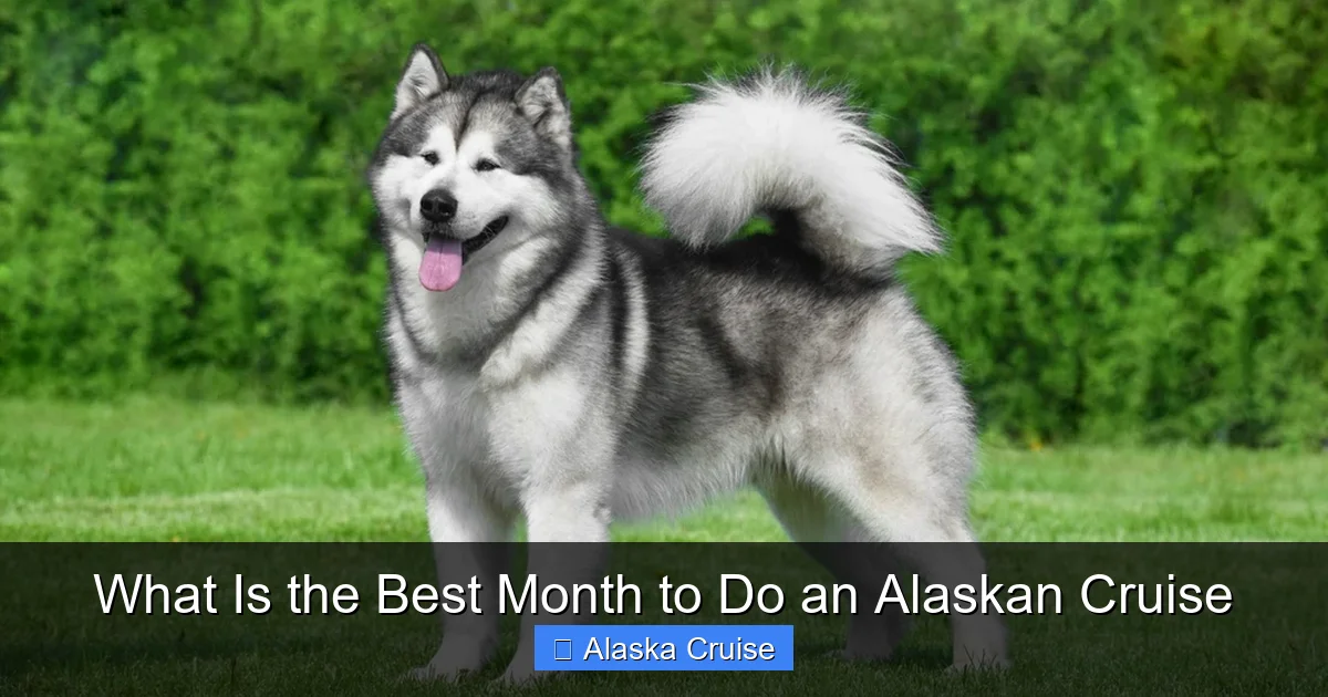 What Is the Best Month to Do an Alaskan Cruise