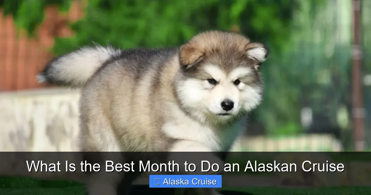 What Is the Best Month to Do an Alaskan Cruise