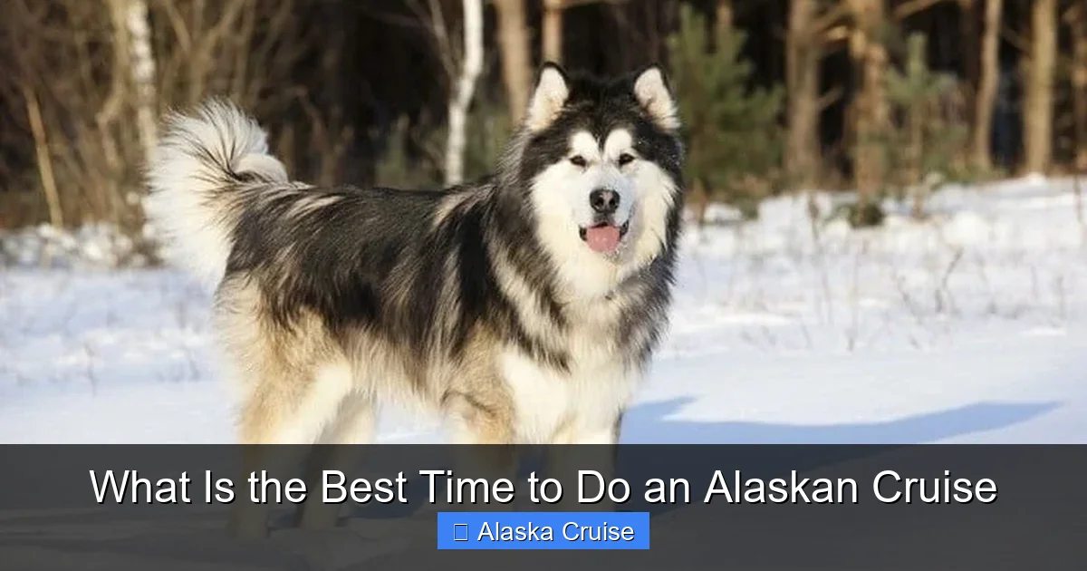 What Is the Best Time to Do an Alaskan Cruise