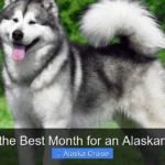 What's the Best Month for an Alaskan Cruise