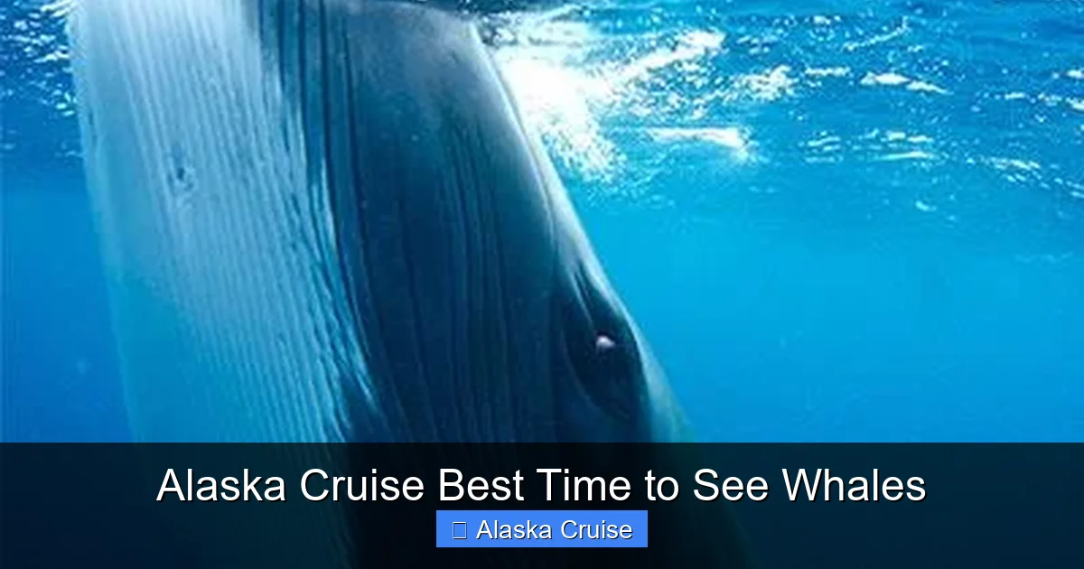 Alaska Cruise Best Time to See Whales