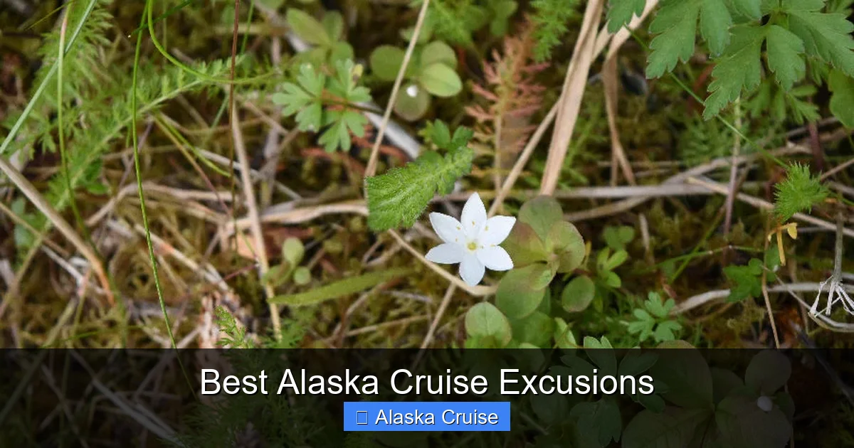Best Alaska Cruise Excusions