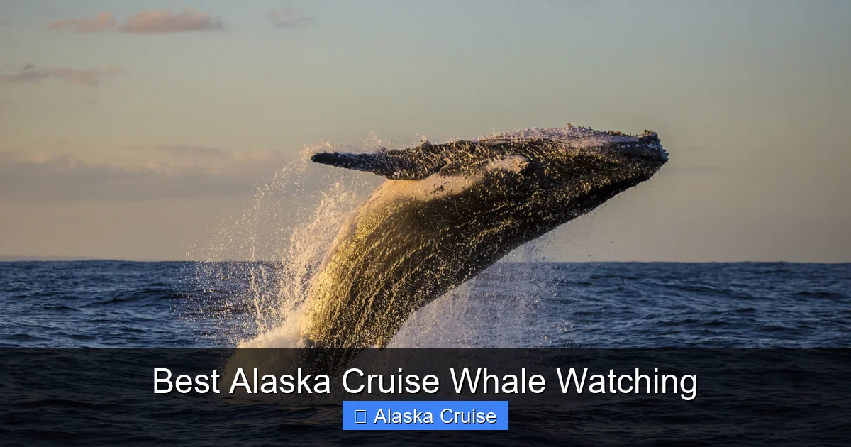 Best Alaska Cruise Whale Watching