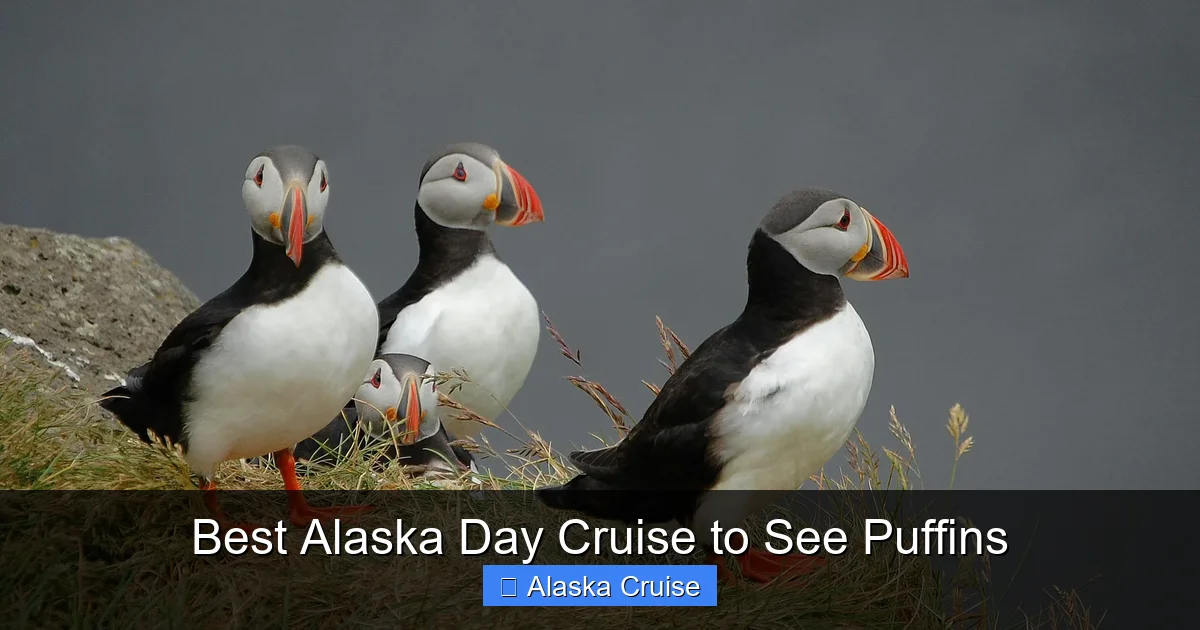 Best Alaska Day Cruise to See Puffins