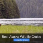 Best Alaska Wildlife Cruise