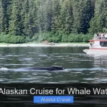 Best Alaskan Cruise for Whale Watching