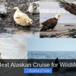 Best Alaskan Cruise for Wildlife