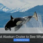 Best Alaskan Cruise to See Whales