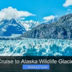 Best Cruise to Alaska Wildlife Glacier Bay