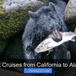 Best Cruises from California to Alaska