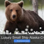 Best Luxury Small Ship Alaska Cruise