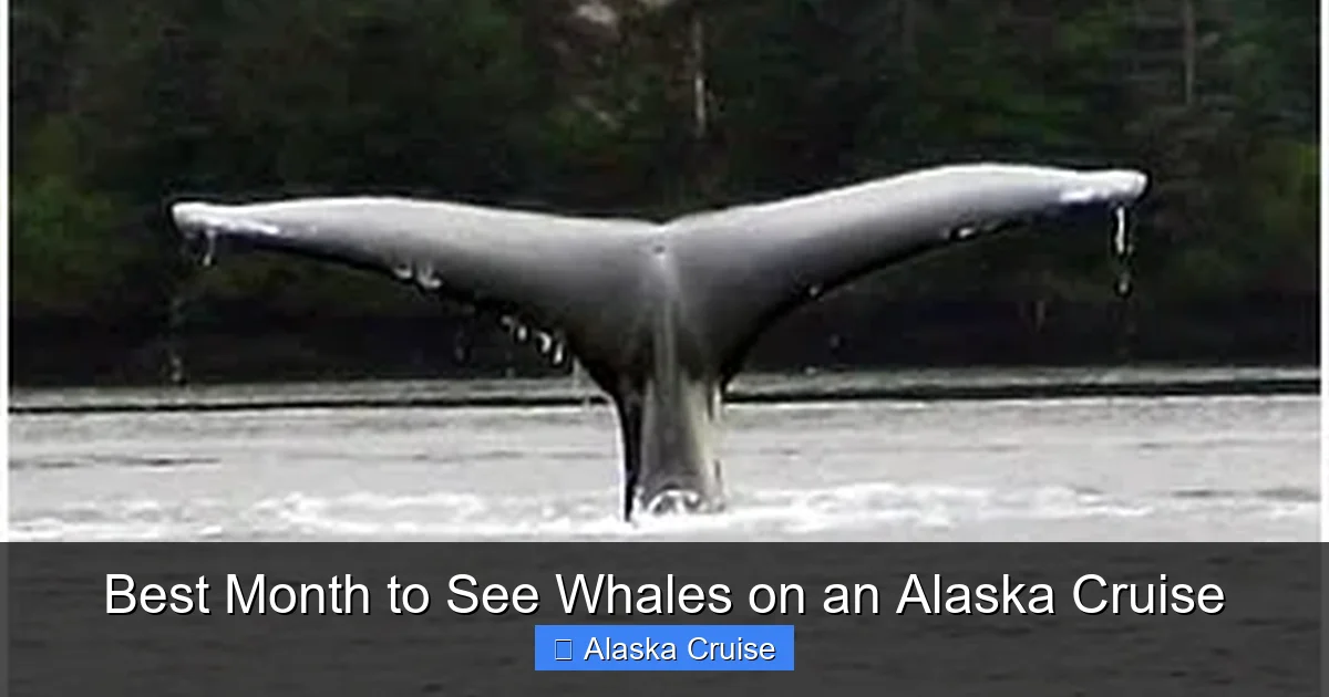 Best Month to See Whales on an Alaska Cruise