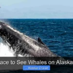 Best Place to See Whales on Alaska Cruise