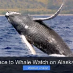 Best Place to Whale Watch on Alaska Cruise