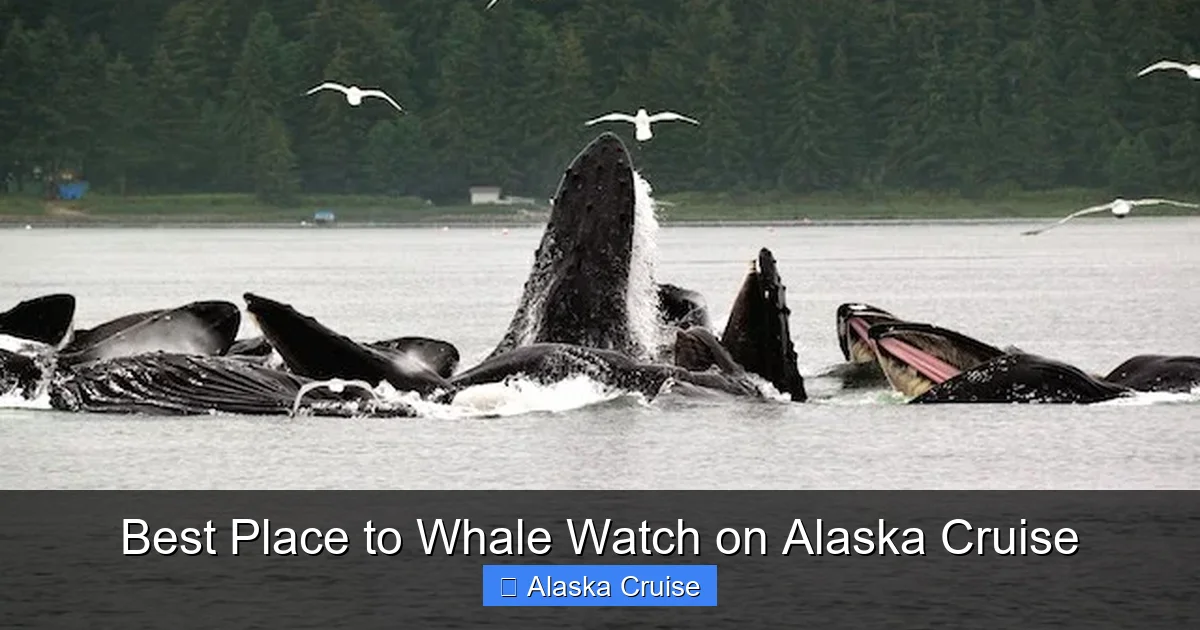 Best Place to Whale Watch on Alaska Cruise